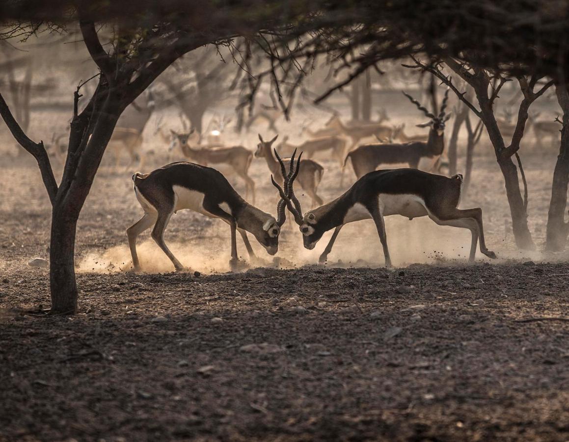 Anantara Sir Bani Yas Island Al Sahel Villas Zahr Esterno foto