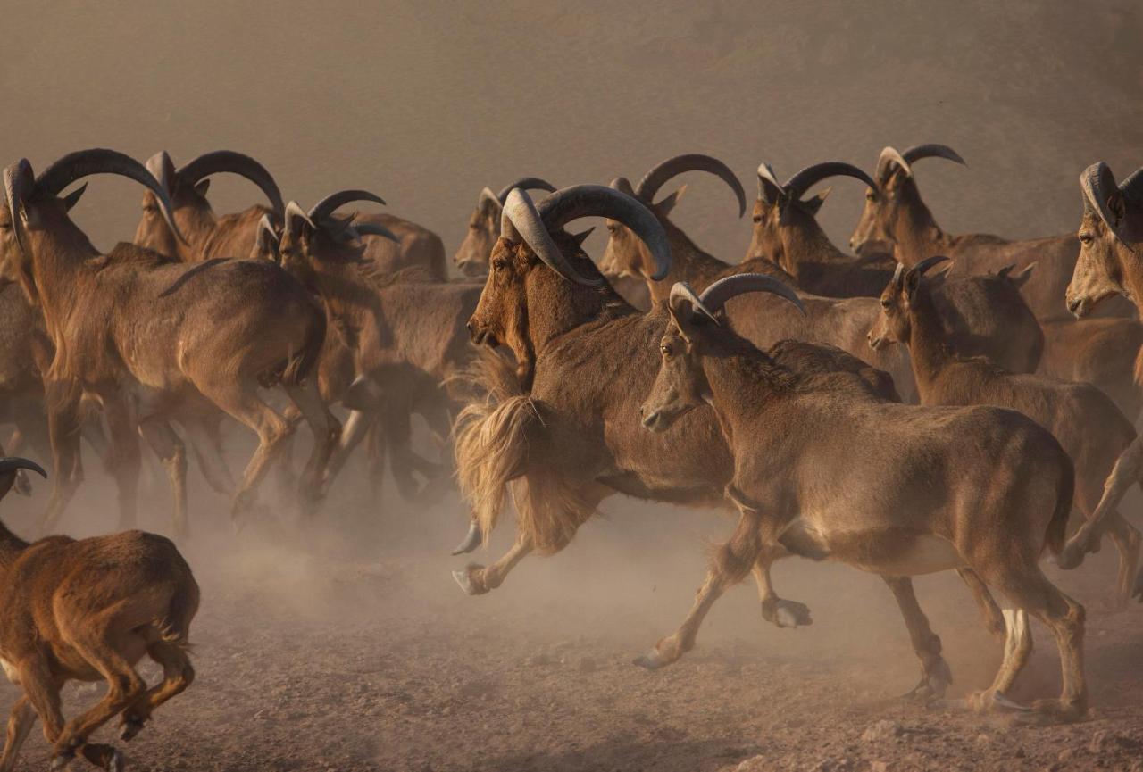 Anantara Sir Bani Yas Island Al Sahel Villas Zahr Esterno foto